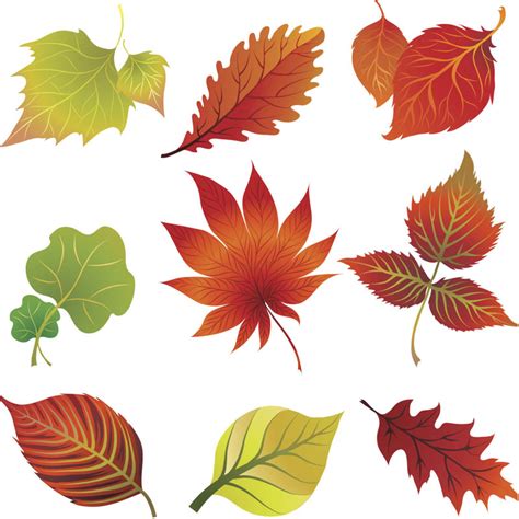 autumn leaf vector|autumn leaves clip art.